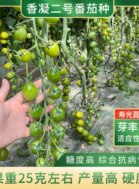 青色凝夏番茄种子绿宝石贼不偷绿色樱桃小西红柿种籽四季阳台盆栽