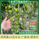 青色凝夏番茄种子绿宝石贼不偷绿色樱桃小西红柿种籽四季 阳台盆栽