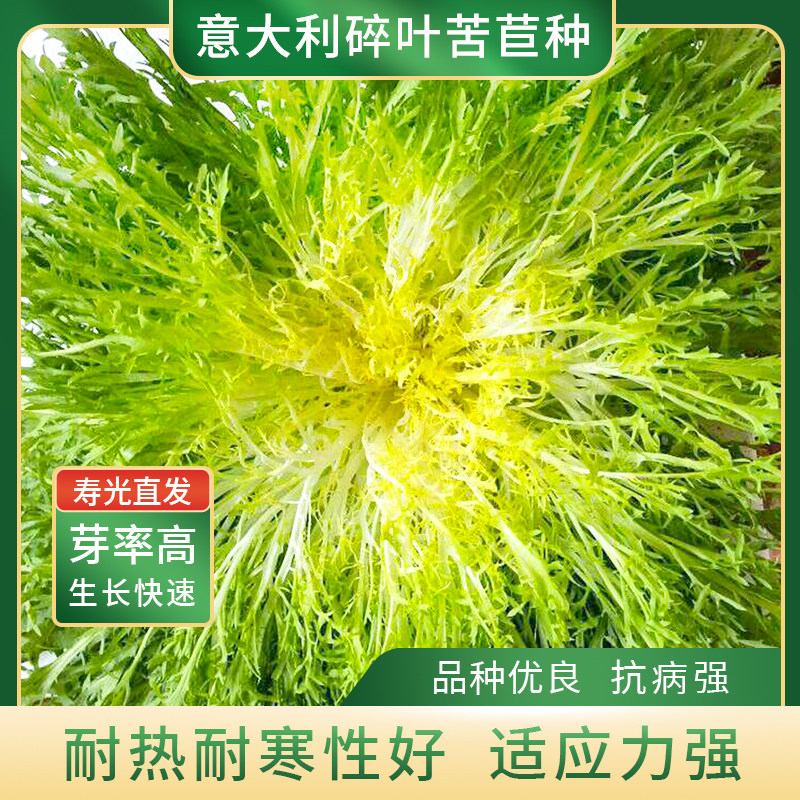 美农汇苦苣种子黄心花叶碎叶狗牙菜种籽生吃凉拌盆栽冬季苦菊种孑