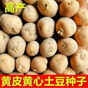 土豆种子黄皮黄心土豆种籽孑马铃薯洋芋粉糯爆皮土豆农家自种