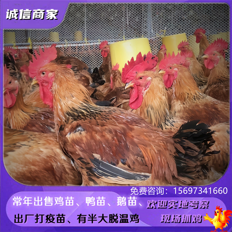 出售k901鸡雏宠物882鸡苗成年可长8-12斤
