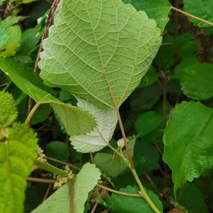 广东现挖新鲜苎麻根 中草药苎麻叶野麻青麻白麻薯纯根500克