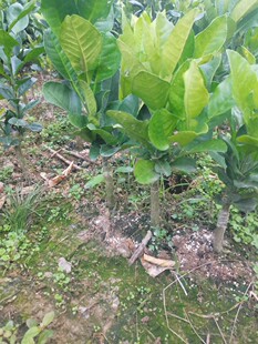 化州橘红嫁接苗正毛化橘树苗化橘果桔红原产地化州金毛橘红苗直发