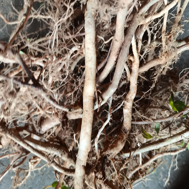 地捻草地茄子中草药地炮草地石榴狗屎埝牛黑七火炭炮山草药杜必草