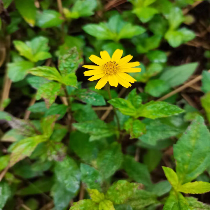 野外蟛蜞菊新鲜中草药菊马兰草蟆花黄花墨菜鹿舌草野菊花田黄菊