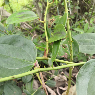 山上现挖新鲜菝葜根 金刚藤铁菱角 金刚根金刚刺根菝葜1500克包邮