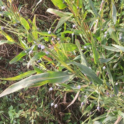 广东全草薏米根尿珠子根