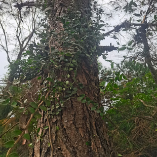 天然新鲜中药材薜荔500g木莲藤过水龙石壁莲爬墙虎上树藤抱树藤