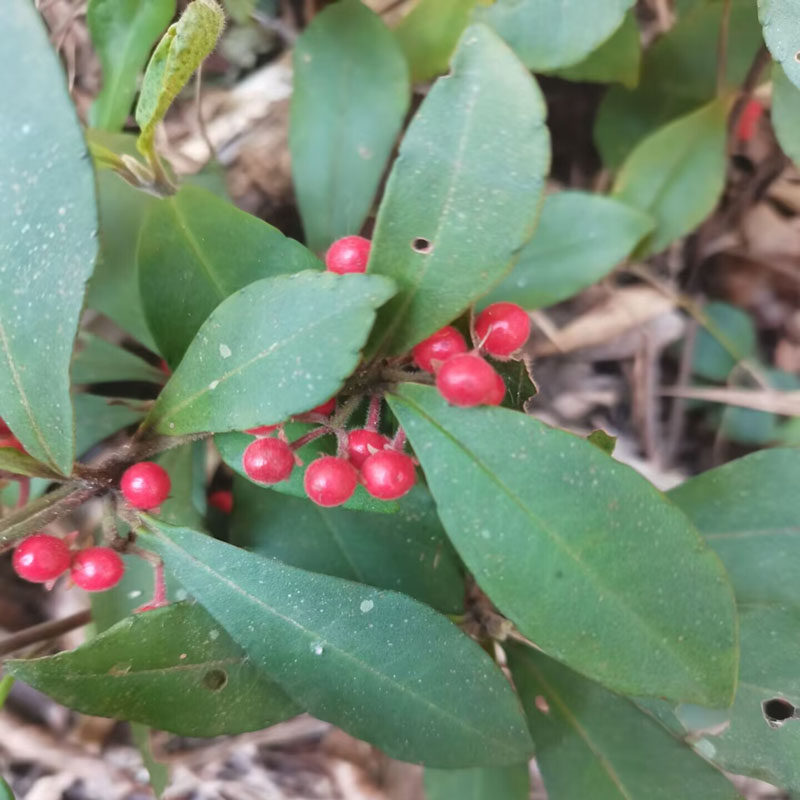 小罗伞朱砂根广东中草药大罗伞万两金铁凉伞富贵子金玉满堂大凉伞