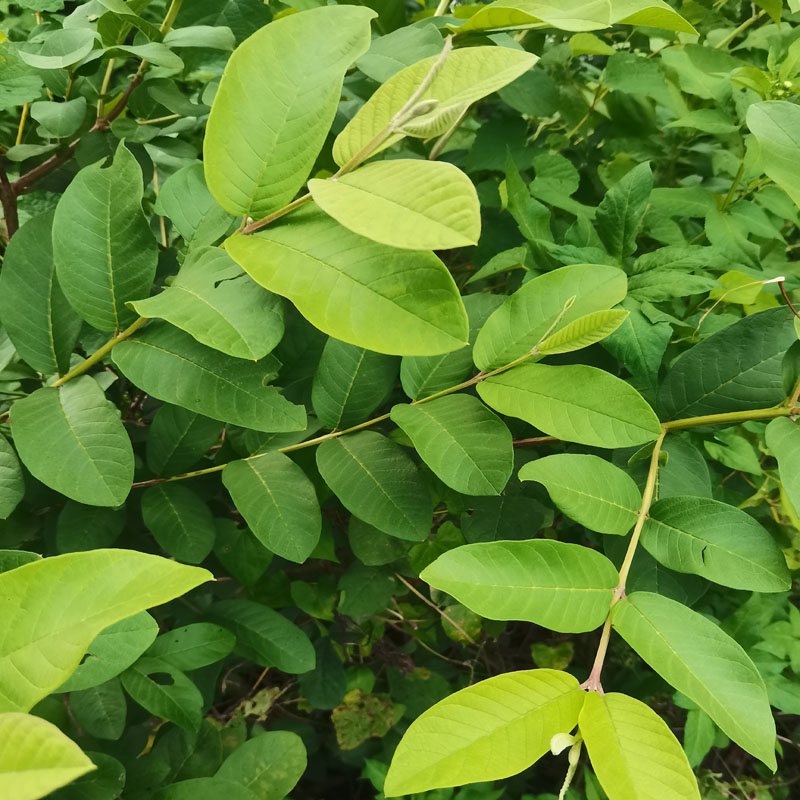 番石榴叶子石榴叶茶新鲜现摘野生芭乐叶子番石榴嫩叶芯番石榴叶干