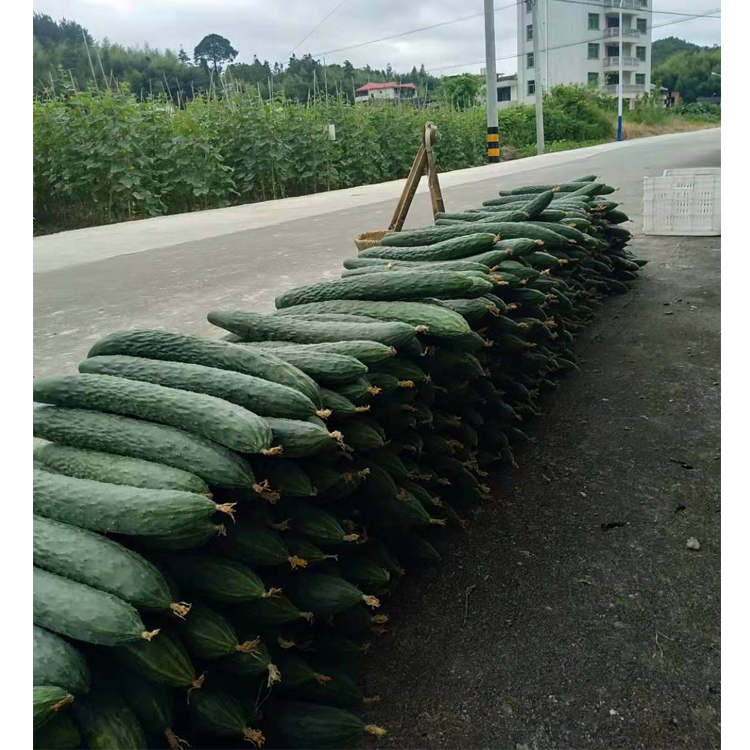 长势好产量高黄瓜种子吊瓜