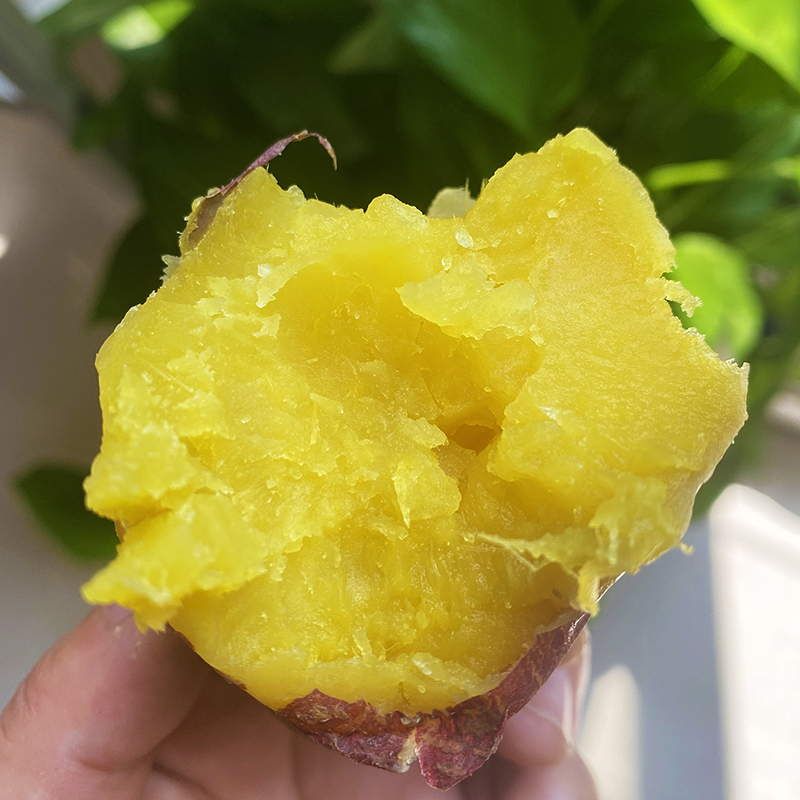 山东黄心板栗薯粉糯香甜新鲜地瓜