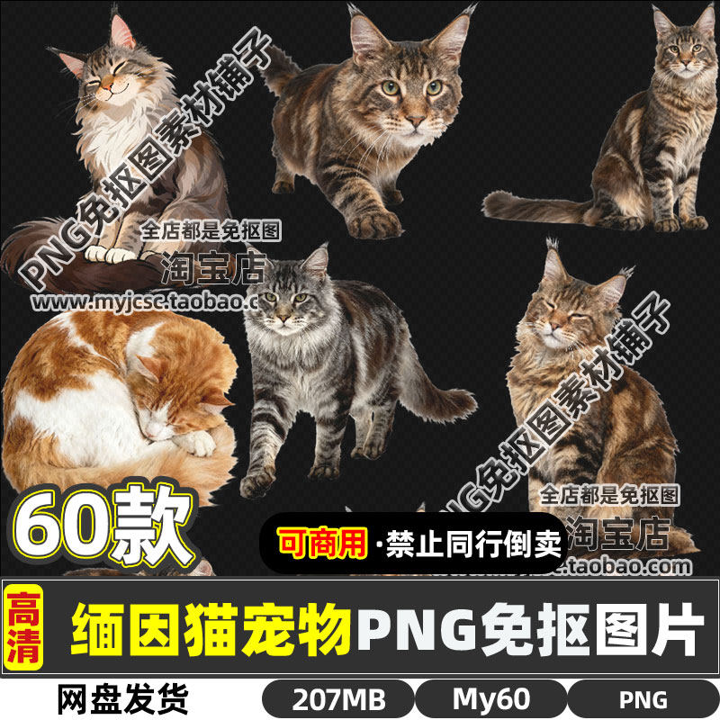 高清可商用缅因猫宠物可爱猫咪动物PNG透明免抠图片海报设计素材
