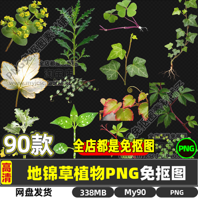 高清地锦草田代氏大戟红丝草药材中药草药免抠图海报设计打印素材