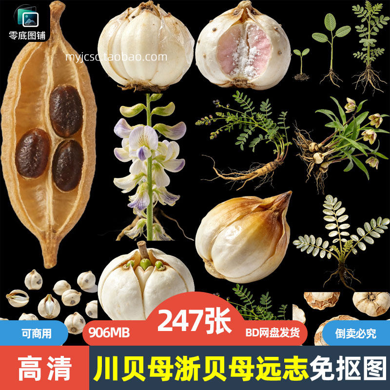 高清川贝母浙贝母远志药材中药草药植物海报设计商用免抠图片素材