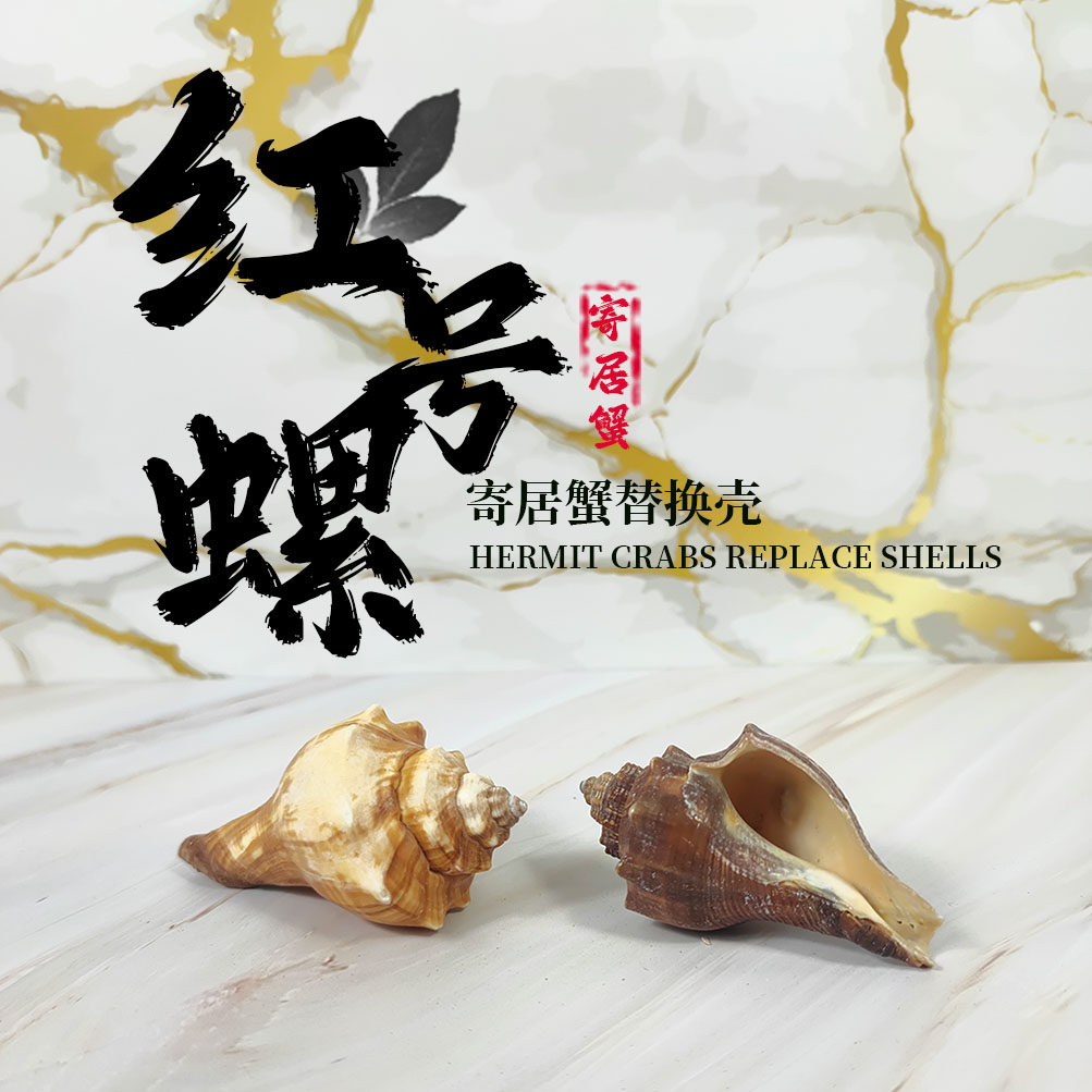 寄居蟹替换壳红号螺天然贝壳海螺