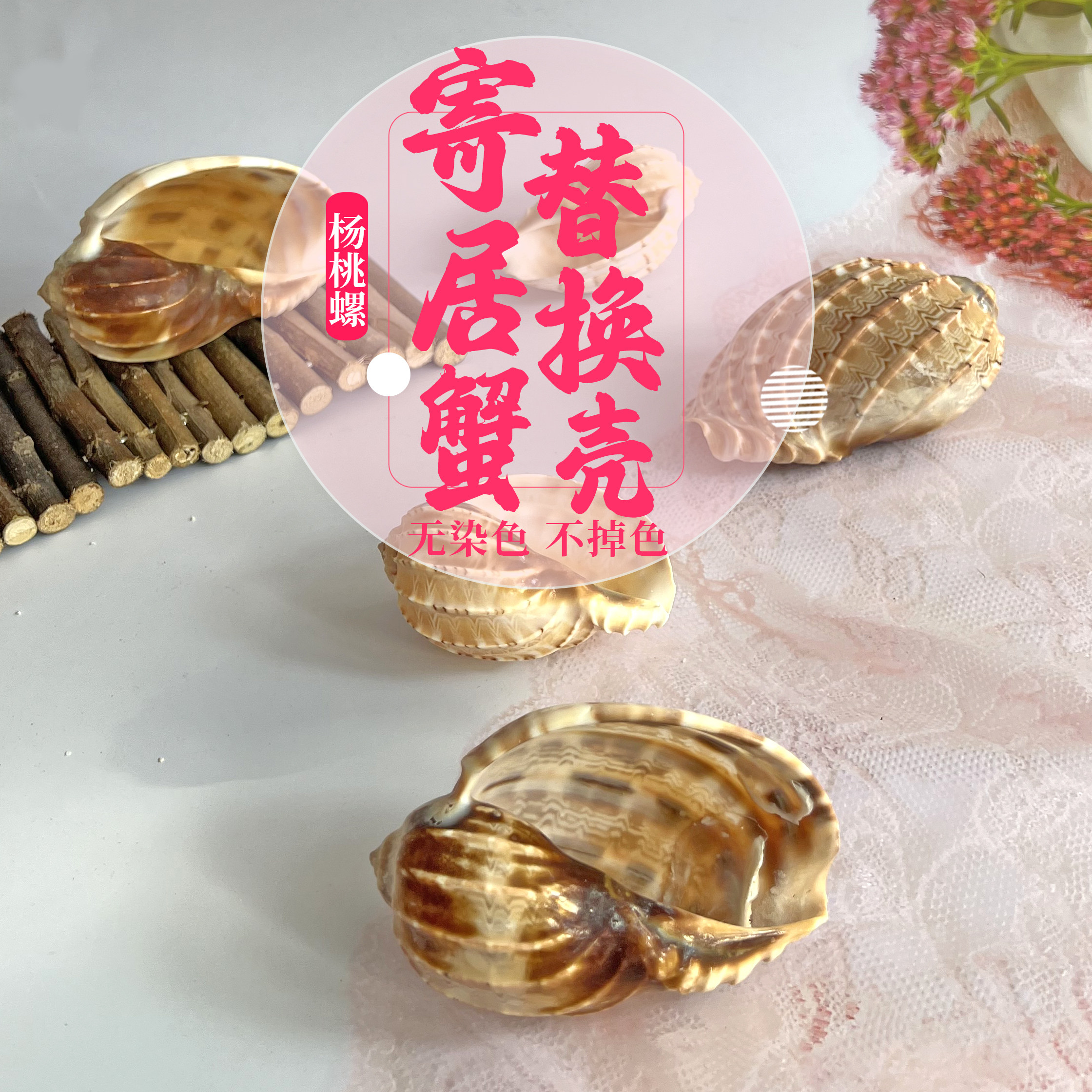 寄居蟹替换壳大杨桃螺琵琶竖琴螺