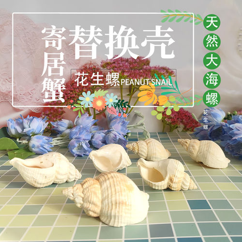 寄居蟹替换壳天然大海螺花生螺