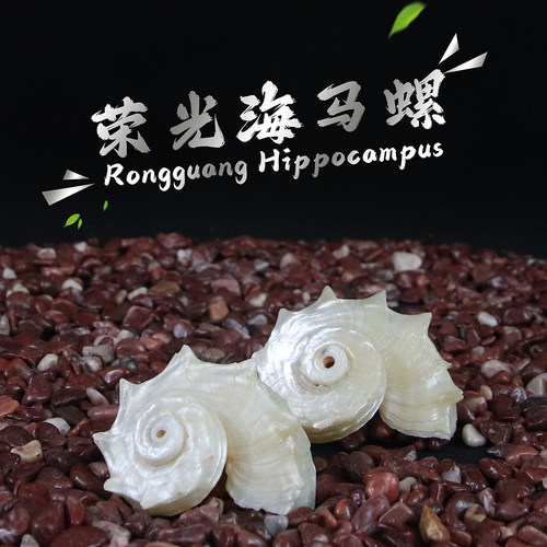 荧光刺螺海马螺寄居蟹替换壳