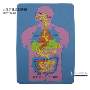 人体结构消化系统拼图185*280mm塑料EVA材质
