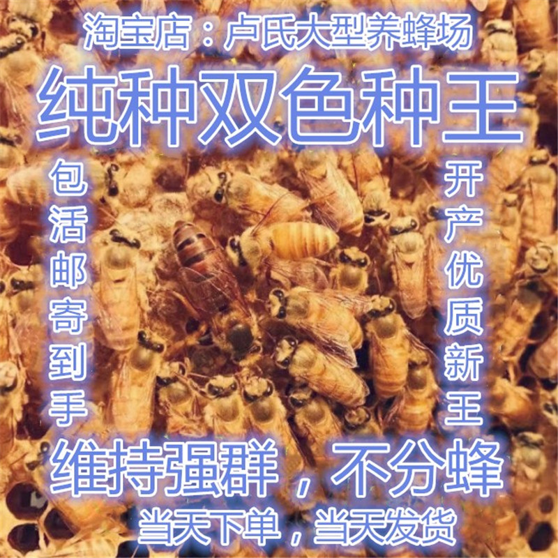 广西中蜂王种王蜜蜂王纯种新开产双色王土蜂四川阿坝红背伏牛仓王