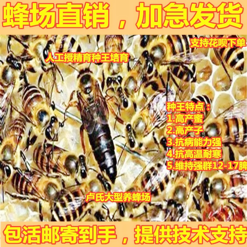 广西中蜂王开产交尾王土蜂高产纯种红背双色仓蜜蜂黄王阿坝产卵王