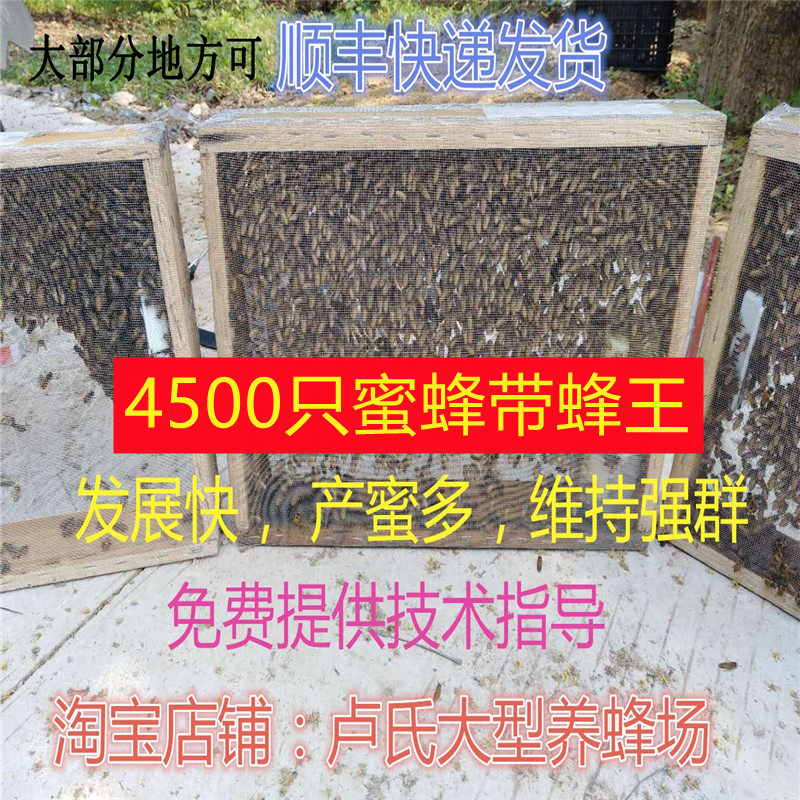 蜜蜂活群中蜂蜂群带王群蜂带王双色蜂群笼蜂土蜂群产蜜多蜂群包邮