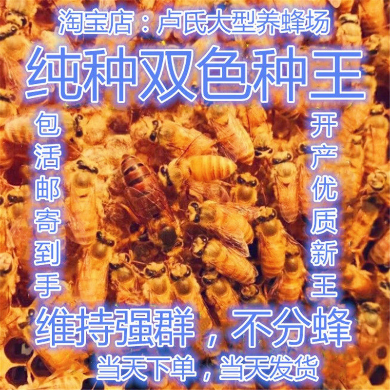 广西中蜂蜂王种王高产蜜蜂纯种开产双色王仓土蜂阿坝红背产卵伏牛