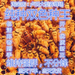 广西新开产中蜂伏牛王种土王高产蜜蜂双色土蜂阿坝王交尾包活包产