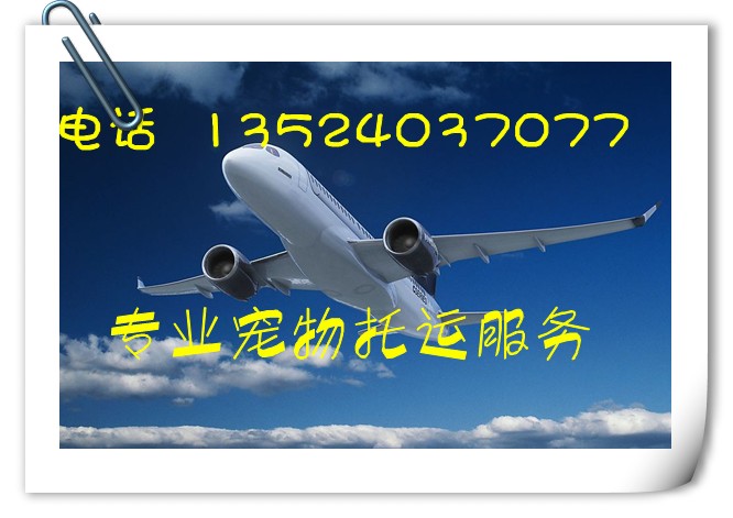 代办【台湾香港宠物托运】往返宠物空运托运 入境免隔离