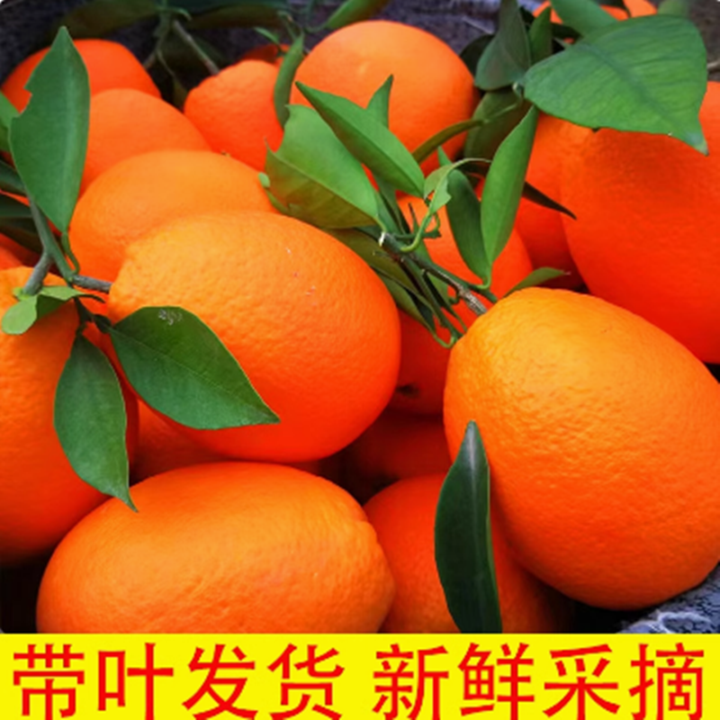 新鲜罗甸纽荷尔脐橙10斤常温现摘