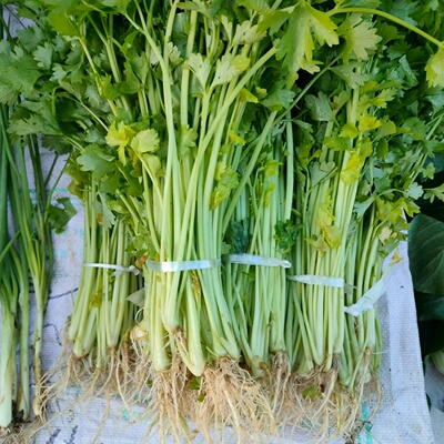 新鲜芹菜现挖现芹菜芹菜农家自种香芹现摘现发新鲜蔬菜小芹菜湾
