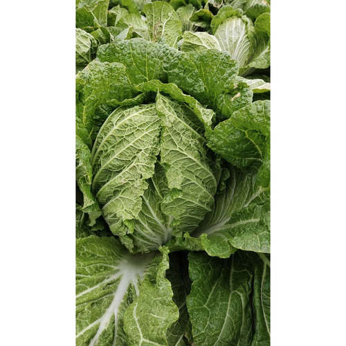 大白菜露天种植新鲜大白菜 农家肥自产自种蔬菜1吃包馅