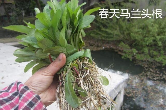 W4马兰头田边菊鱼鳅串枝叶青草脾仔泥鳅草路边菊鸡儿肠红梗首