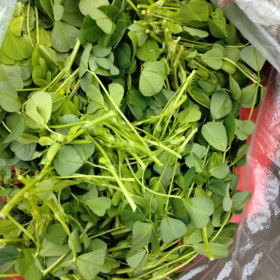 W秋新鲜草头秧草三叶菜农草头扬中秧草苜金花菜本地现摘