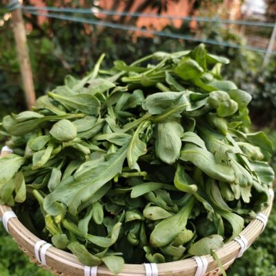 秋茼蒿叶农家肥种植新鲜茼蒿农家中叶茼蒿同蒿蓬蒿现摘现发皇帝菜