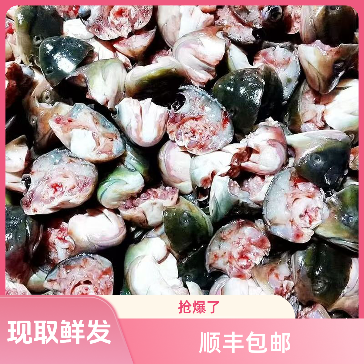 新鲜河蚌肉现取现发淡水贝类顺丰包邮