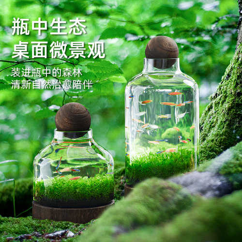 生态瓶微景观玻璃生态鱼缸diy材料小鱼生态瓶水草瓶水草景观