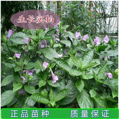 蓝靛草苗 带根原土发货板蓝根苗 大青叶苗 马蓝叶苗 板蓝根盆栽