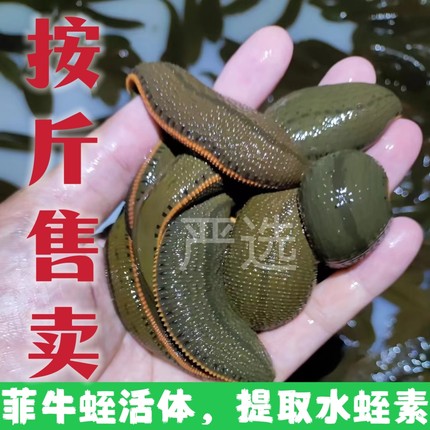正宗药用菲牛蛭 水蛭活体 蚂蟥提取水蛭素做种大蚂蝗
