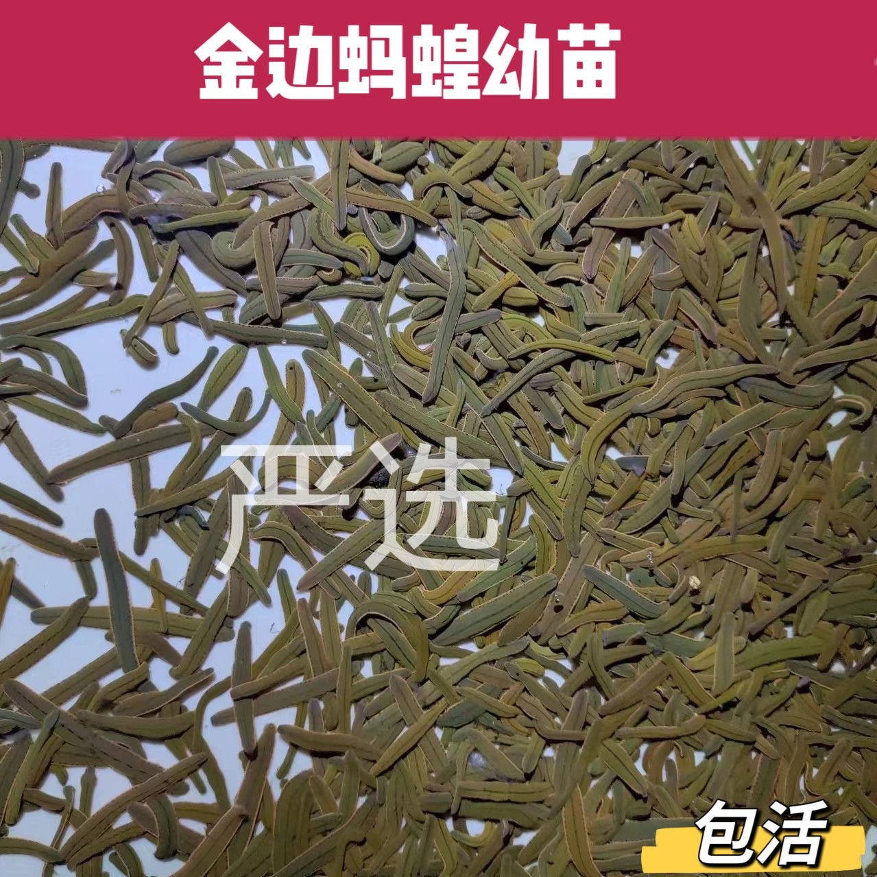 菲牛蛭活体苗金边蚂蝗苗水蛭苗菲牛蛭苗吸血水蛭正宗健康包活