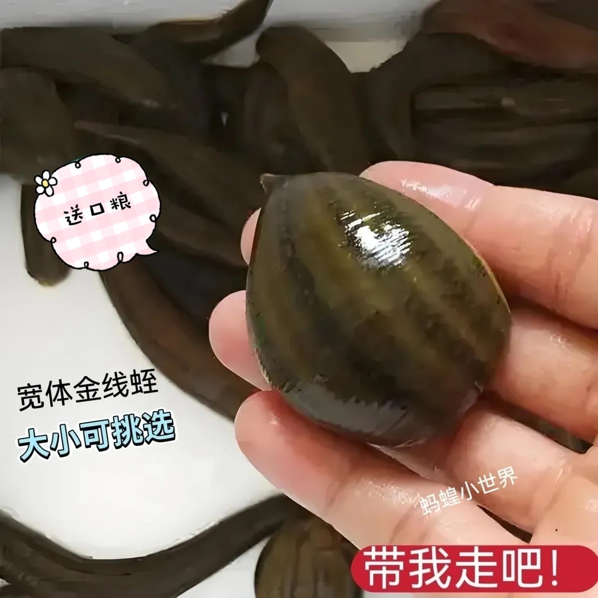 宽体金线水蛭蚂蝗鲜活野生水蛭医用水蛭活的小宠物活体软黄金水蛭