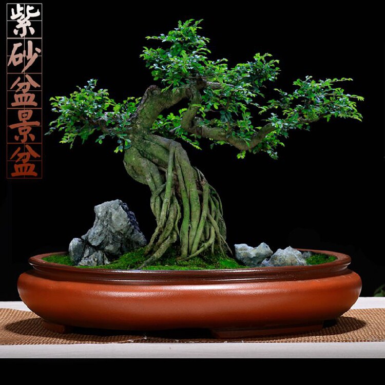 紫砂特大号圆形假山水底盆浅盆有孔老桩绿植盆景盆室内多肉拼盘
