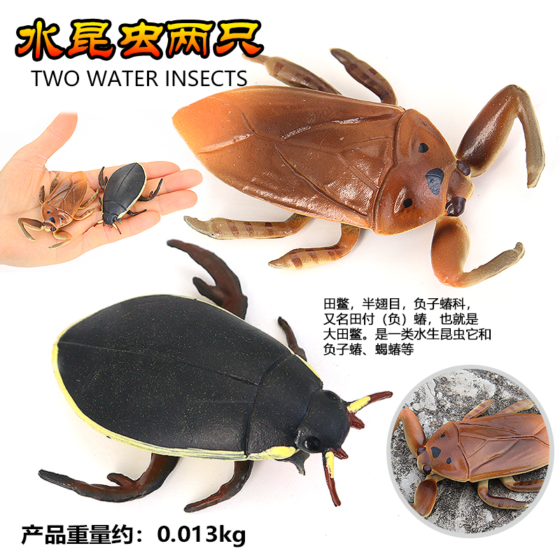 仿真昆虫塑胶动物龙虱田鳖模型