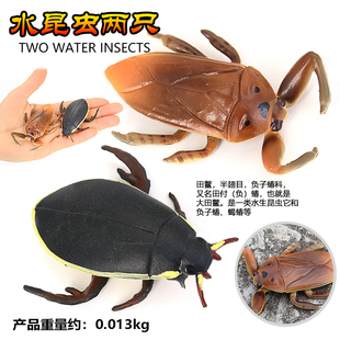 仿真动物昆虫龙虱田鳖甲虫模型蜜蜂蜘蛛水蟑螂玩具儿童教育认知