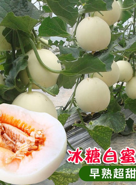 白沙蜜香瓜种子白玉甜瓜水果种籽