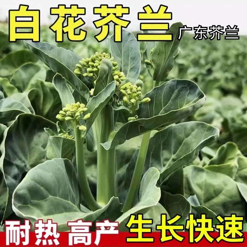 广东白花粗苔甜芥兰种籽秧苗蔬菜种四季粗条尖叶大肉芥蓝种子介兰,鲜花速递/花卉仿真/绿植园艺,家庭园艺种子,淘宝优惠券,粉丝福利购,淘宝优惠卷