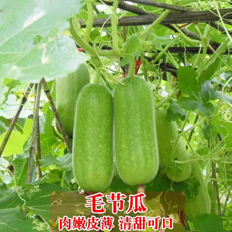 节瓜种籽种春季秋季阳台爬藤蔬菜四季迷你小冬瓜高产毛节瓜种子孑