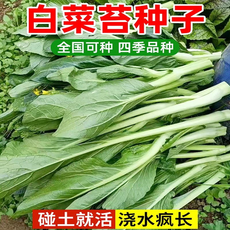 甜脆早熟白菜苔种子白菜心种孑