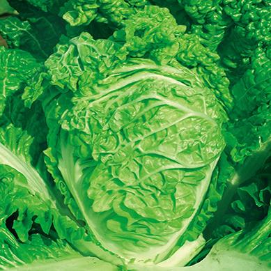 皱叶火锅甜白菜种子叶多无筋菜籽